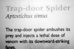 Trap-door Spider, Aptostichus simus, OESV02P13_11