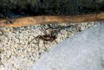 Brown Recluse Spider, (Loxosceles reclusa), Araneae, Sicariidae, OESV02P13_13