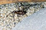 Brown Recluse Spider, (Loxosceles reclusa), Araneae, Sicariidae, OESV02P13_13B