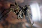 Brown Recluse Spider, (Loxosceles reclusa), Araneae, Sicariidae, OESV02P13_14