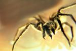 Wolf Spider, Lycosidae, OESV02P13_17