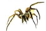 Wolf Spider, Lycosidae, photo-object, object, cut-out, cutout, OESV02P13_17F