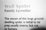 Wolf Spider, Lycosidae