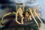 Miturgid Spider, Miturga sp, OESV02P14_02