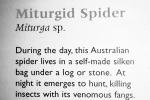 Miturgid Spider, Miturga sp, OESV02P14_03