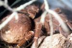 Goliath bird-eating spider (Theraphosa blondi), Araneae, Mygalomorphae, Theraphosidae, OESV02P14_09