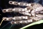 Indian Ornamental Tarantula (Poecilotheria regalis), Araneae, Mygalomorphae, Theraphosidae, Poecilotheriinae, Poecilotheria, OESV02P14_13