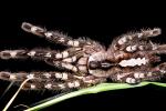 Indian Ornamental Tarantula (Poecilotheria regalis), Araneae, Mygalomorphae, Theraphosidae, Poecilotheriinae, Poecilotheria, OESV02P14_14