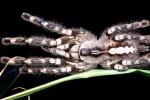 Indian Ornamental Tarantula (Poecilotheria regalis), Araneae, Mygalomorphae, Theraphosidae, Poecilotheriinae, Poecilotheria, OESV02P14_15