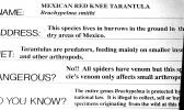 Mexican Red Knee Tarantula, (Brachypelma smithi), Araneae, Theraphosidae, OESV02P15_08