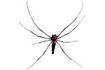 Giant Orb Spider