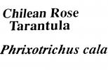 Chilean Rose Tarantula, (Grammostola rosea), Araneae, Opisthothelae, Theraphosidae, Grammostola