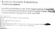 Brazilian Salmon Pink Bird-eating Tarantula, (Lasiodora parahybana), Araneae, Mygalomorphae, Theraphosidae, OESV03P02_17