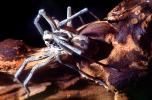 Carolina Wolf Spider, (Lycosa carolinensis), Araneae, Lycosidae