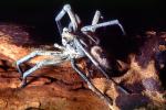 Carolina Wolf Spider, (Lycosa carolinensis), Araneae, Lycosidae