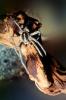 Carolina Wolf Spider, (Lycosa carolinensis), Araneae, Lycosidae, OESV03P03_02