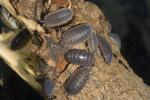 Sowbugs, Isopoda, Terrestrial crustacean, uropods, Porcellionidae, OEWD01_001