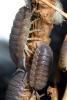 Sowbugs, Isopoda, Terrestrial crustacean, uropods, Porcellionidae, OEWD01_005