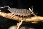 Sowbugs, Isopoda, Terrestrial crustacean, uropods, Porcellionidae, OEWD01_006