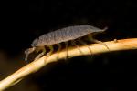 Sowbugs, Isopoda, uropods, Terrestrial crustacean, Porcellionidae, OEWD01_010