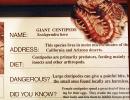 Giant Desert Centipede, (Scolopendra heros), Scolopendromorpha, Scolopendra