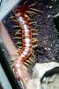 Giant Desert Centipede, (Scolopendra heros), Scolopendromorpha, Scolopendra, OEYV01P03_01