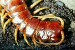Giant Desert Centipede, (Scolopendra heros), Scolopendromorpha, Scolopendra, OEYV01P03_04