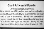 Giant African Millipede, (Archispirostreptus gigas), Diplopoda, Spirostreptida, Spirostreptidae