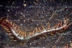 Scolopendra subspinipes, OEYV01P03_11
