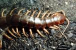 Scolopendra subspinipes, OEYV01P03_13