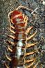 Scolopendra subspinipes, OEYV01P03_14