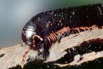 Giant African Millipede, (Archispirostreptus gigas), Diplopoda, Spirostreptida, Spirostreptidae, OEYV01P04_06