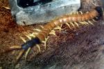 Giant Desert Centipede, (Scolopendra heros), Scolopendromorpha, Scolopendra, OEYV01P05_06
