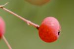 Red Apple Berry, OFBD01_002