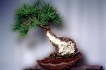 Ponderosa Pine (Pinus Ponderora), 10 years training Informal style, OFBV01P01_05
