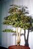 Japanese Maple (Acer Palmatum), 18 years training, twin trunk style, OFBV01P01_09