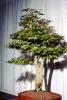 Japanese Maple (Acer Palmatum), 18 years training, twin trunk style, OFBV01P01_10