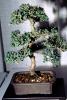 Japanese Garden Juniper (Junipersus procumbens nana), 14 years training, twin trunk style