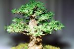 Chinese Elm (Ulmus parvifolia), 8 years training, Informal upright style, OFBV01P01_16