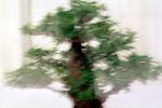 Chinese Elm (Ulmus parvifolia), 8 years training, Informal upright style, OFBV01P01_17