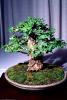 Chinese Elm (Ulmus parvifolia), 8 years training, Informal upright style, OFBV01P01_19