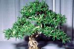 Satsuki Azelea, (Rhododendron indicum), 3 years training, Exposed root style, OFBV01P02_06