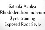 Satsuki Azelea, (Rhododendron indicum), 3 years training, Exposed root style