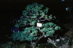 White Pine Bonsai, (Pinus parviflora), OFBV01P02_10