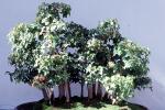 Trident Maple Bonsai (Acer buergerianum), OFBV01P03_01
