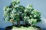 Trident Maple Bonsai (Acer buergerianum), OFBV01P03_02