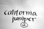 California Juniper