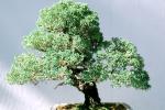 Chinese Juniper (Juniperus chinensis), OFBV01P03_13
