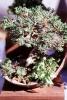 Chinese Juniper (Juniperus chinensis), OFBV01P03_18