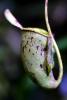 Pitcher Plant, Nepenthaceae